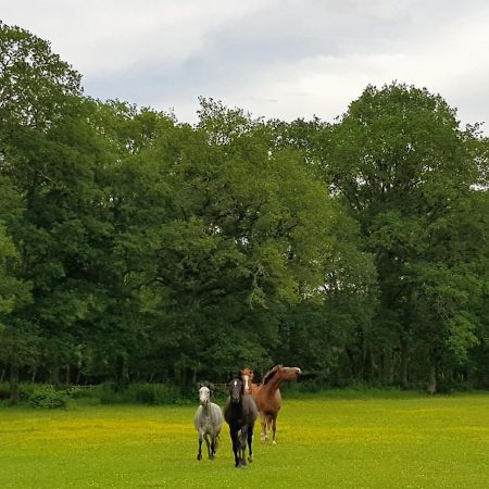 Haras Du Vignault Le Bucher Salbris Eksteriør billede